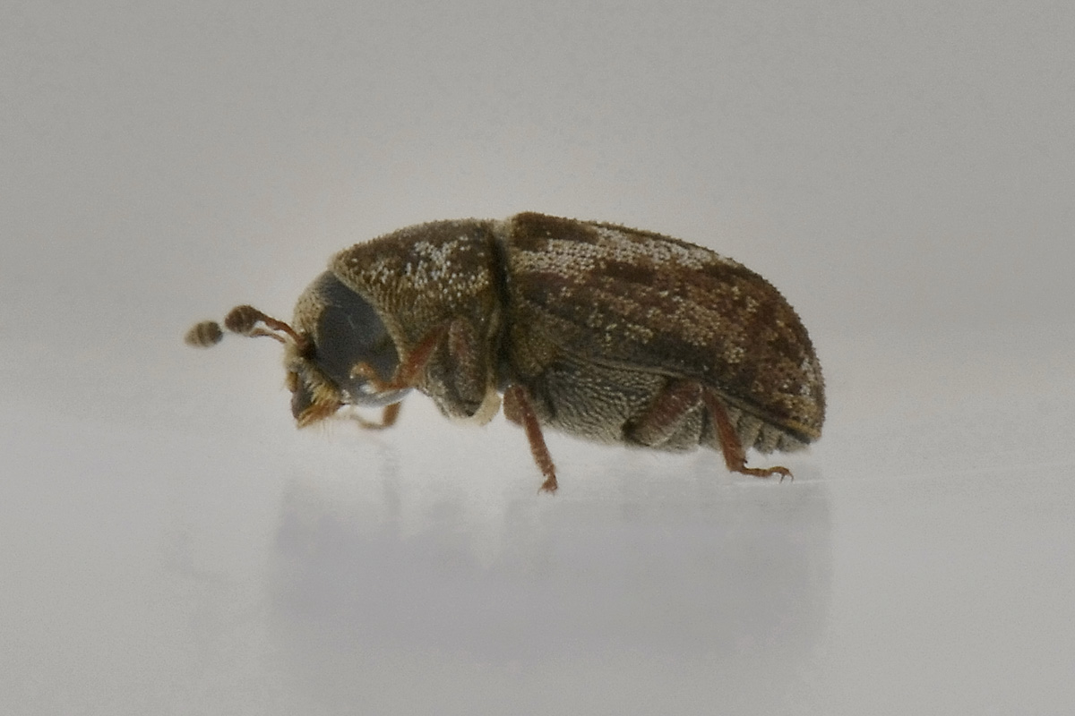Pteleobius vittatus - Scolytidae